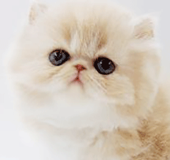 p1.gif