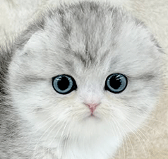 a1.gif