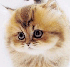 dd1.gif