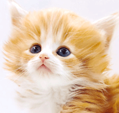 qq2.gif