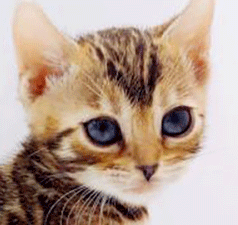 i2.gif