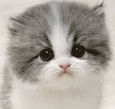 mmm1.gif