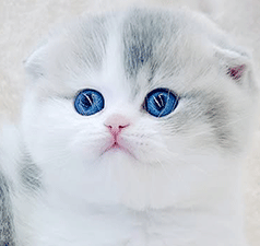 d1.gif