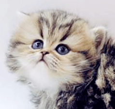 p1.gif