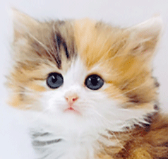 yy1.gif