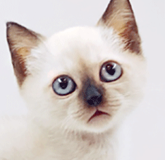 q2.gif