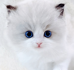 w1.gif