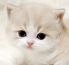 33.gif