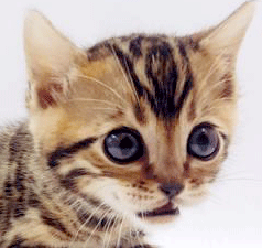 y1.gif
