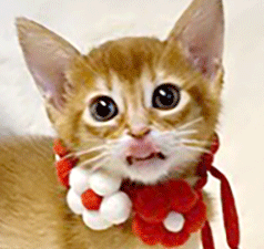 22.gif