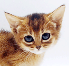 j1.gif