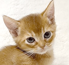1111.gif
