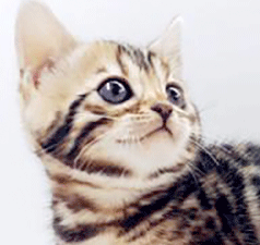 r2.gif