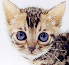 1.gif