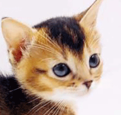 m2.gif