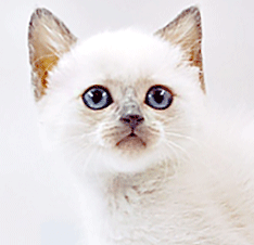 r1.gif