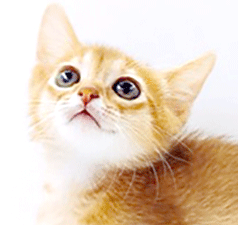 z1.gif