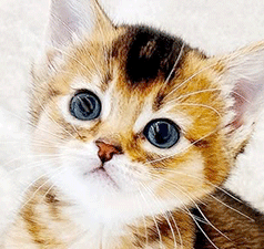 nn1.gif
