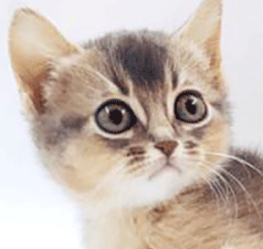 v1.gif
