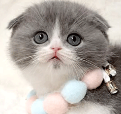 1.gif