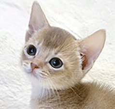 ab2.gif