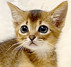w1.gif