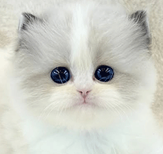 a1.gif