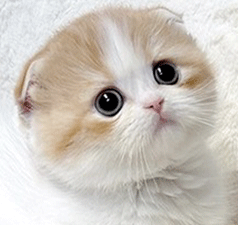 t1.gif