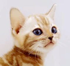 o2.gif