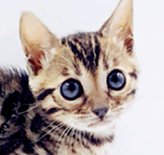 bb2.gif