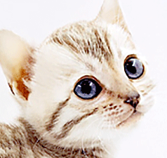 e2.gif