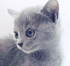 ns1.gif