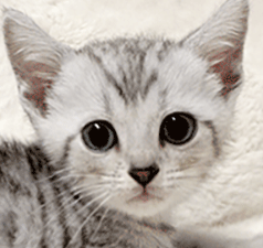 f1.gif