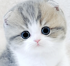 r1.gif