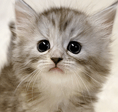 n1.gif