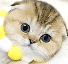 77.gif