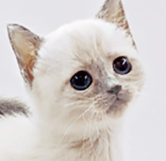 e2.gif