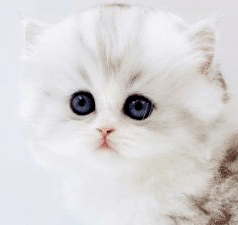 kk1.gif