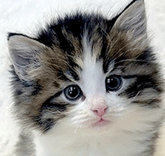 w1.gif