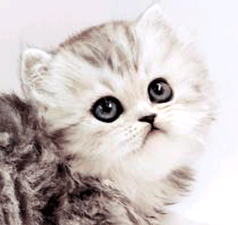 rr1.gif