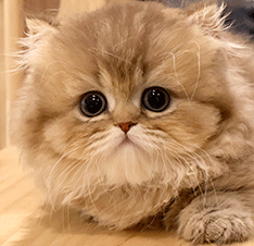 33333333333.gif