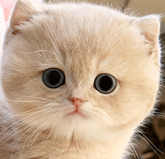 1111111.gif