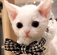 222222222.gif