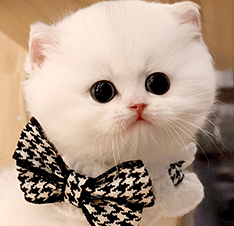 4444444444.gif