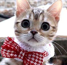 555555555.gif