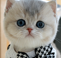 131.gif