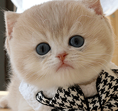 1-1.gif
