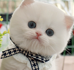 pp1.gif