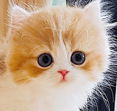 n1.gif