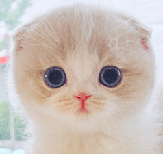 q2.gif